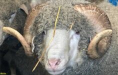 1 milyonluk koç, yatırımı 6’ya katlayacak: Türkiye kuzuları için sıraya girdi