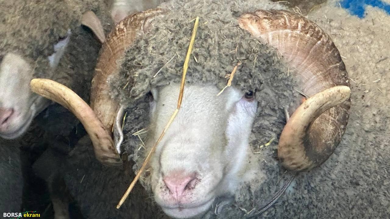 1 milyonluk koç, yatırımı 6’ya katlayacak: Türkiye kuzuları için sıraya girdi