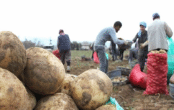 Ödemiş’te Patateste Çifte Mesai