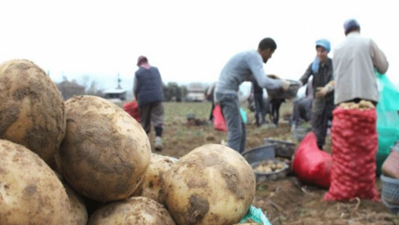 Ödemiş’te Patateste Çifte Mesai