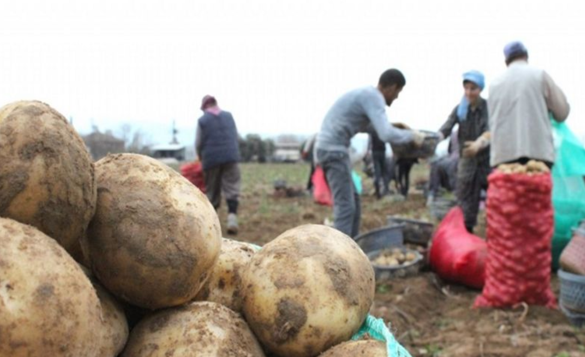 Ödemiş’te Patateste Çifte Mesai
