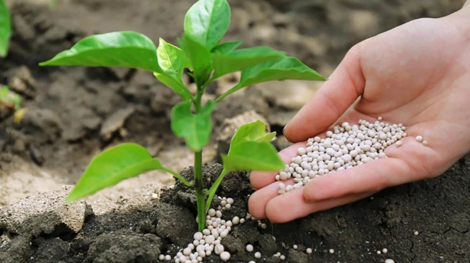 AB’den Gübre Fiyatlarına Karşı Eylem Planı Hazırlığı