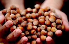 Fındıkta sert düşüş: 100 TL geriledi