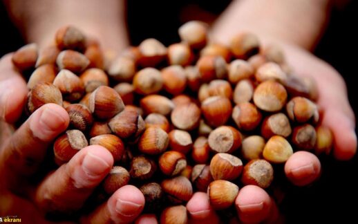 Fındıkta sert düşüş: 100 TL geriledi