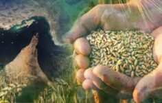 Gübre krizi kapıda: İran savaşı gıda fiyatlarını vuracak