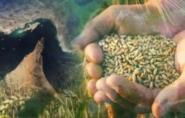 Gübre krizi kapıda: İran savaşı gıda fiyatlarını vuracak