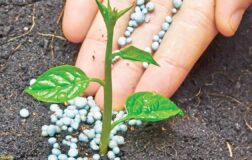 Küresel gübre arzı tehlike altına girdi