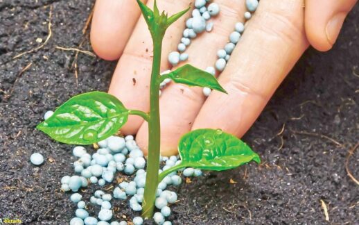 Küresel gübre arzı tehlike altına girdi