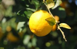 Limon ithalatında gümrük vergisi düşürüldü