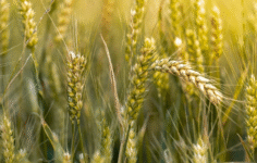 Tarım emtialarında savaş, hava koşulları ve arz dengesi fiyatlamaları belirliyor