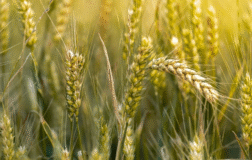 Tarım emtialarında savaş, hava koşulları ve arz dengesi fiyatlamaları belirliyor