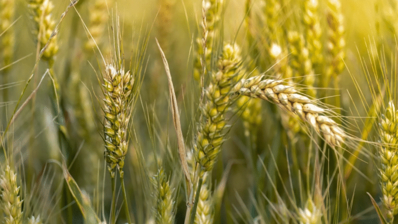 Tarım emtialarında savaş, hava koşulları ve arz dengesi fiyatlamaları belirliyor