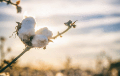 Tekstilde Pamuk Talebi Arttı