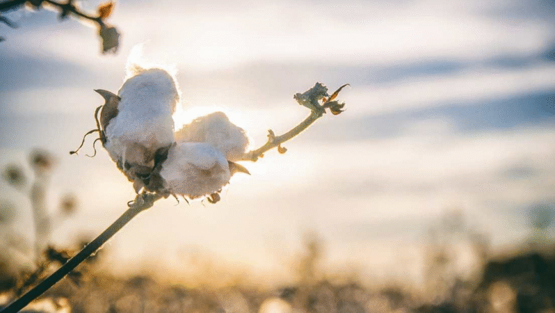 Tekstilde Pamuk Talebi Arttı