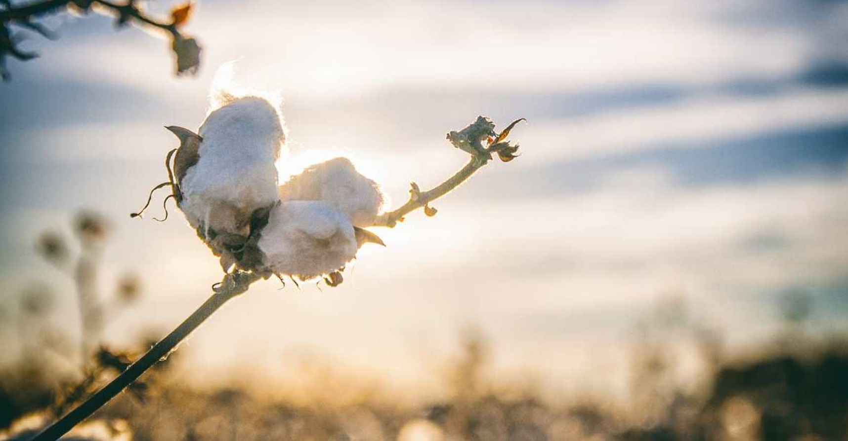 Tekstilde Pamuk Talebi Arttı