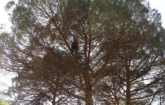 Çam ağaçlarından toplayıp 3 bin liraya satıyorlar: Kazancı boş işçisi az