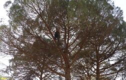 Çam ağaçlarından toplayıp 3 bin liraya satıyorlar: Kazancı boş işçisi az