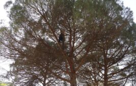 Çam ağaçlarından toplayıp 3 bin liraya satıyorlar: Kazancı boş işçisi az