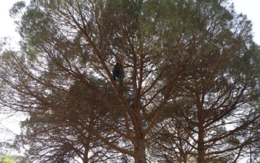 Çam ağaçlarından toplayıp 3 bin liraya satıyorlar: Kazancı boş işçisi az