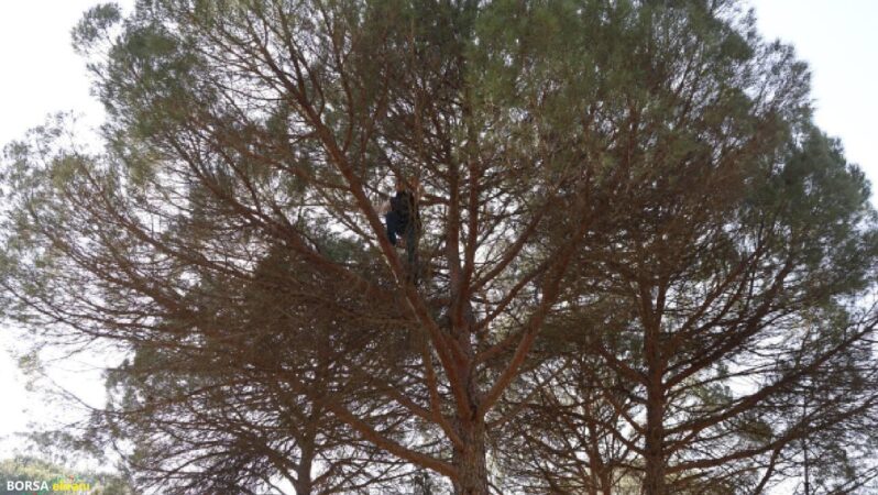 Çam ağaçlarından toplayıp 3 bin liraya satıyorlar: Kazancı boş işçisi az