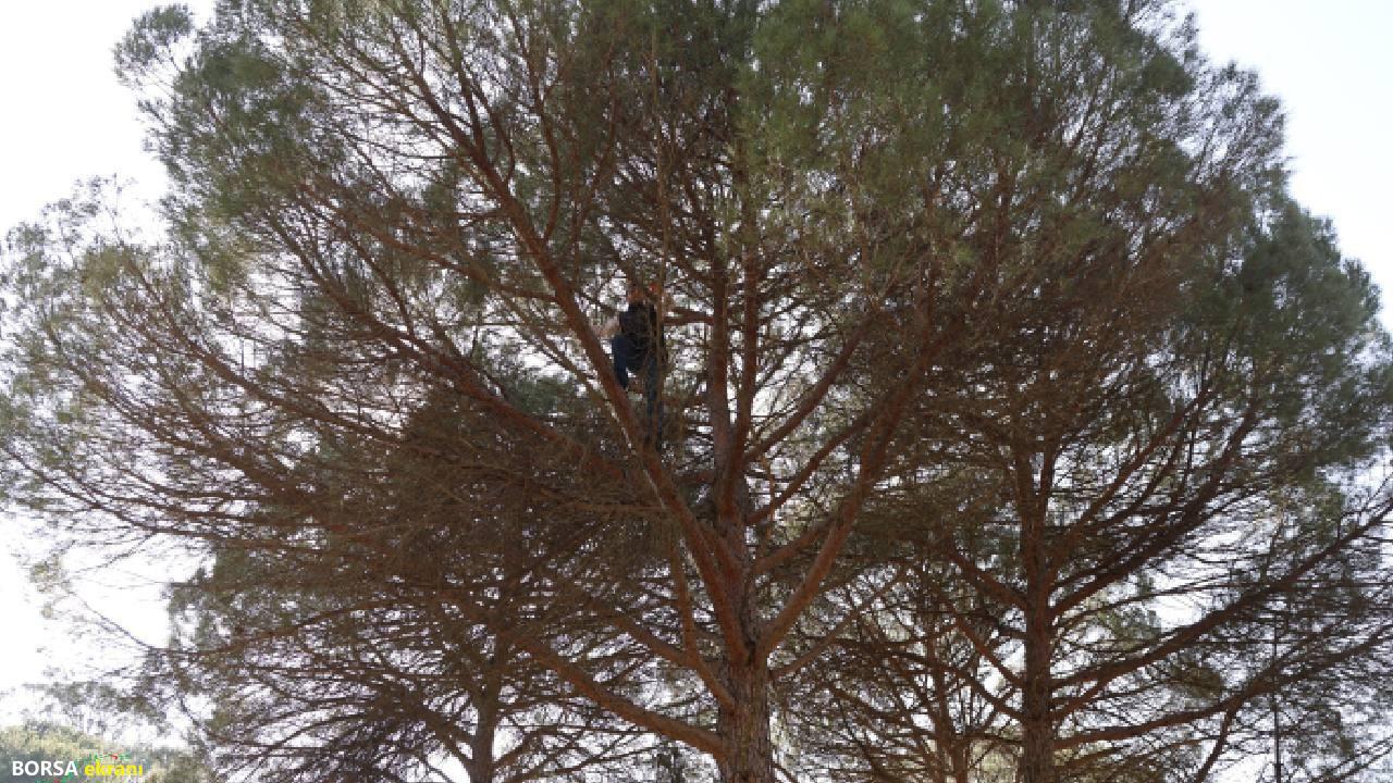 Çam ağaçlarından toplayıp 3 bin liraya satıyorlar: Kazancı boş işçisi az