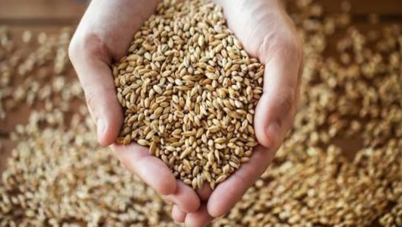 Hububat Piyasasında Hareketlilik Sürüyor