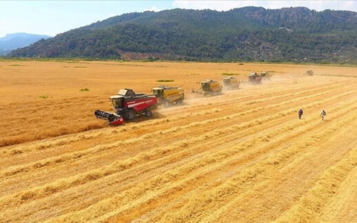 Küresel Tarım Fiyatlarında Üç Yıllık Zirve