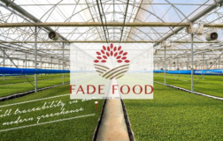Fade Gıda 2026 İlk Yarı Bilançosu