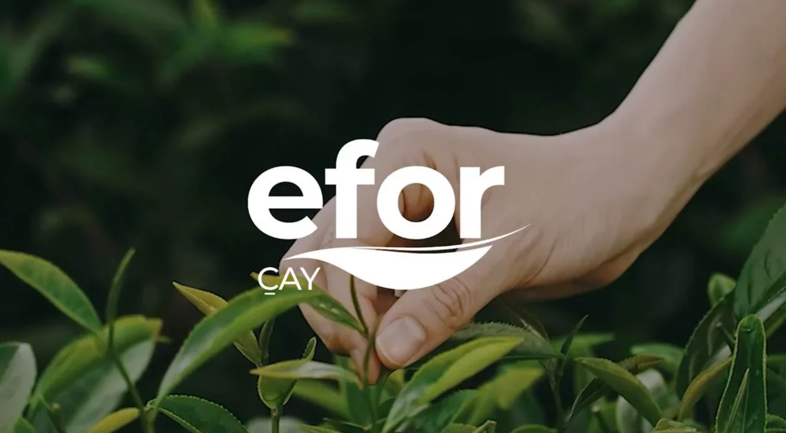 EFOR, SANEL, SAMAT, BAHKM: Borsa Şirketlerinde Pay Alım Satım Hareketliliği