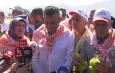 Özel: TMO Üzüm Fiyatı Belirlemeli