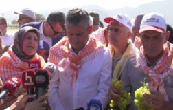Özel: TMO Üzüm Fiyatı Belirlemeli