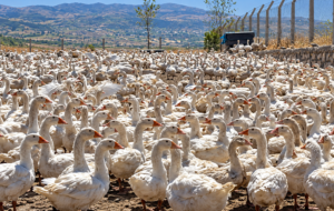 Köy Evi Güncel Kaba İnşaat Maliyeti: 2026’da Köyde Ev Yapmanın A’dan Z’ye Faturası