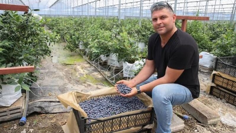 Çiftçinin Yeni Trendi Yaban Mersini: Dönüm Başına Ne Kadar Kazandırır, Zengin Eder Mi?