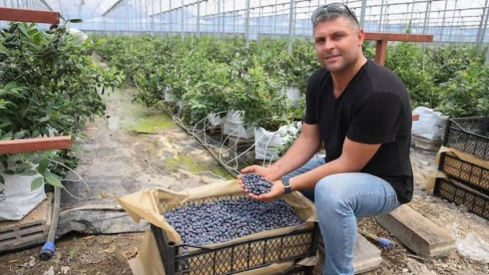 Çiftçinin Yeni Trendi Yaban Mersini: Dönüm Başına Ne Kadar Kazandırır, Zengin Eder Mi?