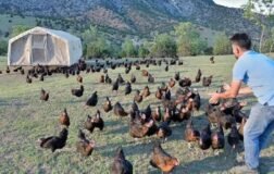Son Dakika: Hayvancılık Sektöründe Yeni Dönem, 52,5 Milyar Liralık Dev Destek Paketi Hayata Geçiyor