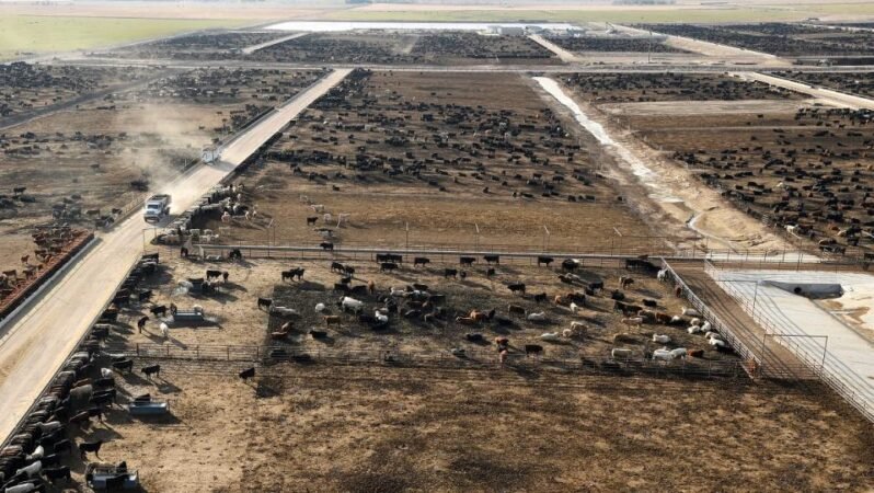 Amerikan Mutfağında Yeni Kriz: Sığır Eti Fiyatları Tarihi Zirvelerde