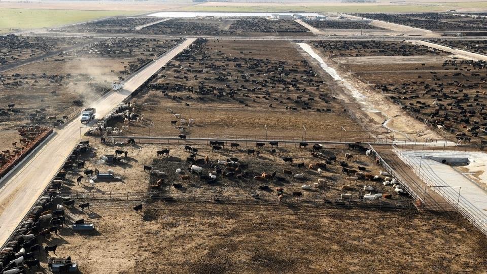 Amerikan Mutfağında Yeni Kriz: Sığır Eti Fiyatları Tarihi Zirvelerde
